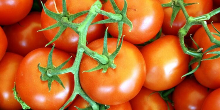 La Tomatina celebra su 75 edición