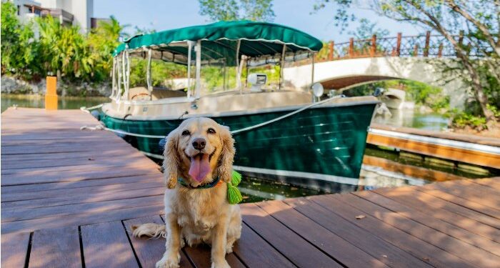 Los mejores lugares para vacacionar con tu mascota en el Caribe Mexicano – Mundodehoy.com