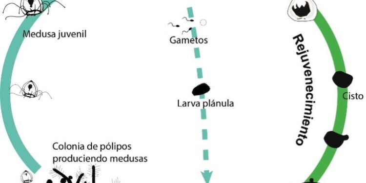 Los viajes en el tiempo de la medusa inmortal