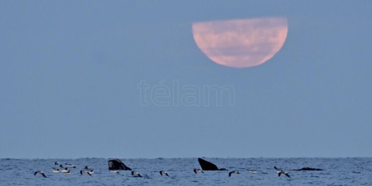 Puerto Madryn Foto Maxi Jonas