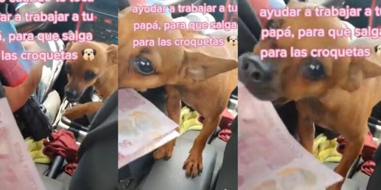 Michoacán: Perrita se viraliza por acompañar a taxista y cobrar viajes
