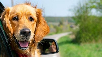 Tarde lo que tarde - 'Dog Trip': una guía para viajar con tu perro en verano