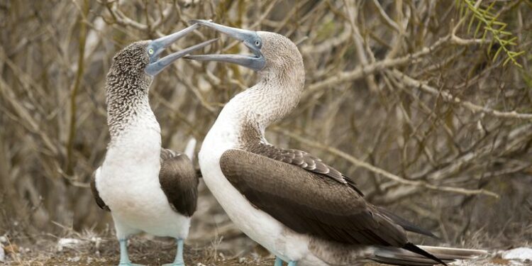Una foto provista por Yolanda Escobar muestra dos piqueros patiazules en las islas Galápagos,