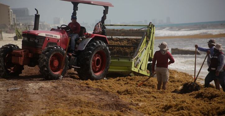 Turistas buscan en redes qué tanto sargazo tienen las playas