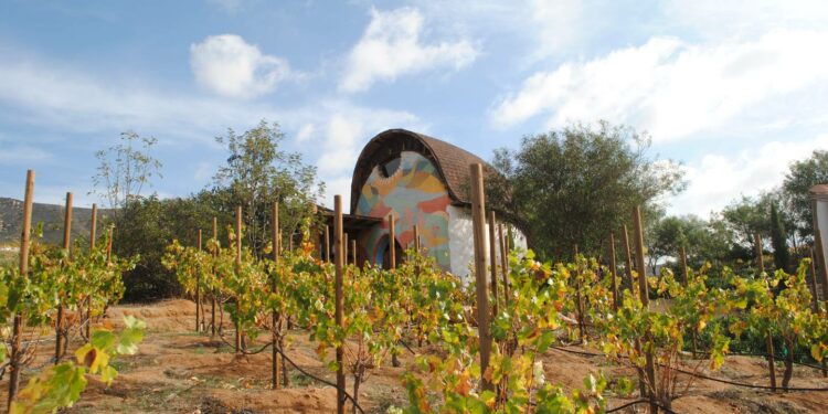 Valle de Guadalupe, reconocido como una de las Mejores Regiones Vitivinícolas – El Financiero