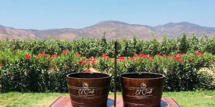 Inician las celebraciones de la Vendimia en El Cielo, Valle de Guadalupe