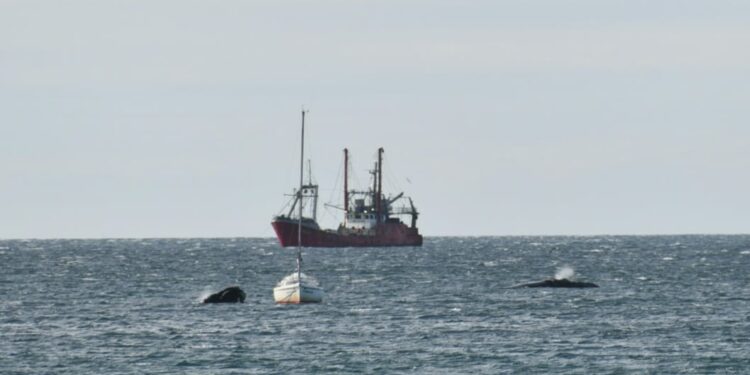 las ballenas se acercaron al velero en Puerto Madryn y mirá lo que pasó…
