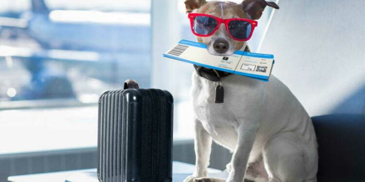 según estudios, jóvenes están dispuestos a viajar con sus perros y gatos