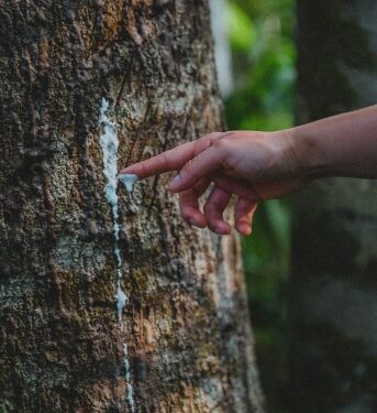 Árbol del caucho. Foto por Josefina Polanco