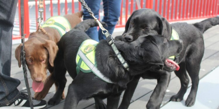 Brigada canina de SAG Valparaíso se prepara para temporada de cruceros de la región – PortalPortuario
