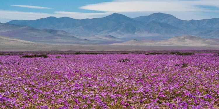Chile