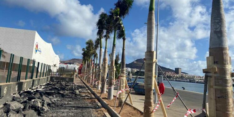 Comienza el traslado de palmeras para construir la nueva terminal de cruceros de Las Palmas