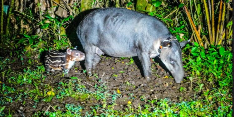 Costarricenses podrán descubrir y disfrutar de los atractivos naturales de la zona de Bijagua y Río Celeste con promociones especiales y contribuir en la conservación de la danta.alt