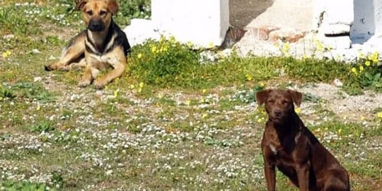 Denuncian abandono de animales en crucero a comunidad