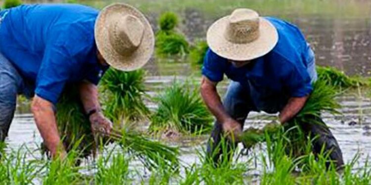 Dos trabajadores detenidos en la campaña del arroz del Delta