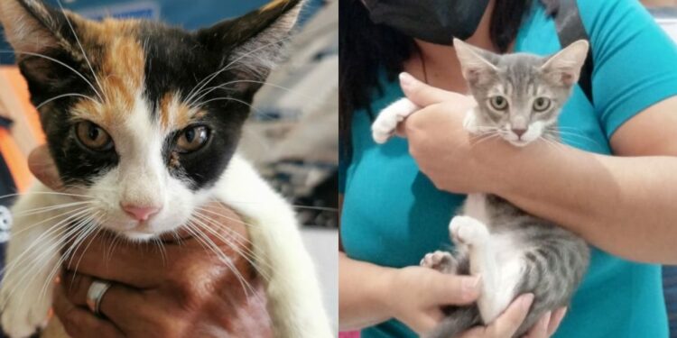 Échale una mano a los amigos de los gatos