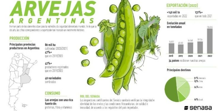 El 'boom' de las arvejas: las exportaciones argentinas ya son las mejores de los últimos 9 años | Ecos365.com.ar