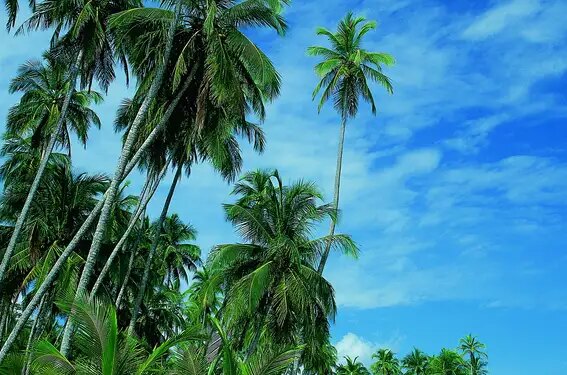 Manzanillo. Caribe. Costa Rica