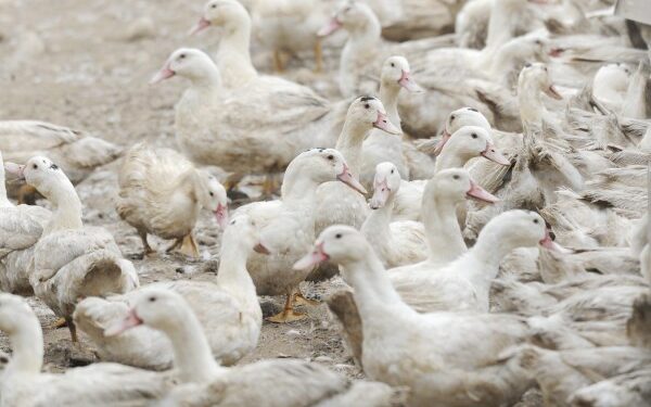 La EFSA sugiere más espacio y viajes más cortos en el transporte de animales