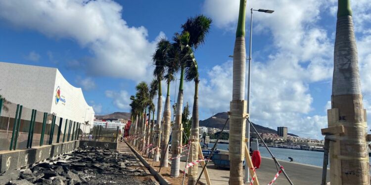 Las Palmas inicia el traslado de las palmeras para construir la nueva terminal de cruceros