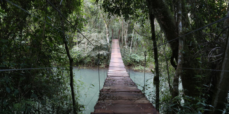 En la selva subtropical de Misiones existen especies que llegan hasta los 45 metros de altura, más de 800 cursos de agua y ruinas jesuíticas con 400 años de antigüedad (Créditos: Matías Arbotto)