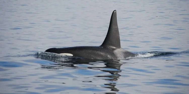 Mejores lugares del mundo para ver ballenas