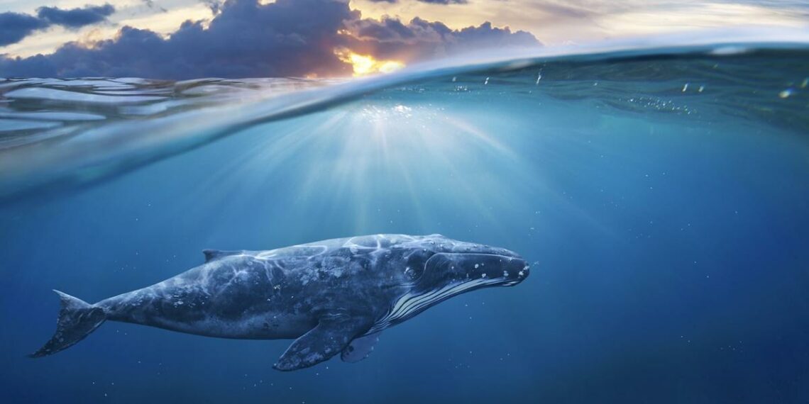 Los mejores lugares en Estados Unidos para ver ballenas durante otoño e invierno