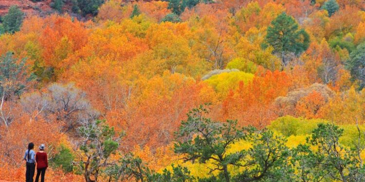 Los mejores lugares para ver el follaje de otoño en Arizona