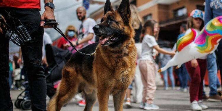 Los perros podrán viajar con Renfe: Estas son las razas y tamaños permitidos