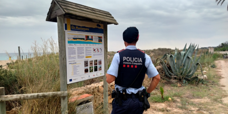 Mossos protege al chorlitejo en Torredembarra y Creixell
