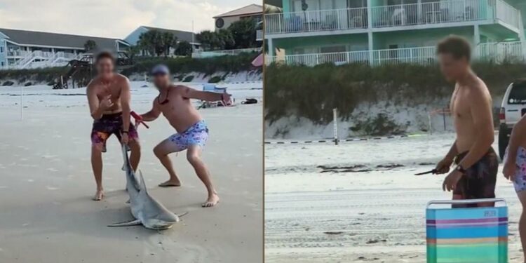 El polémico vídeo de dos bañistas que apuñalan a un tiburón