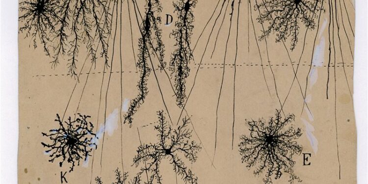 Una muestra con dibujos de Santiago Ramón y Cajal recorre Estados Unidos y Canadá