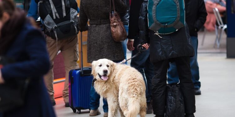 Renfe empieza hoy las pruebas de viajes en AVE con perros grandes