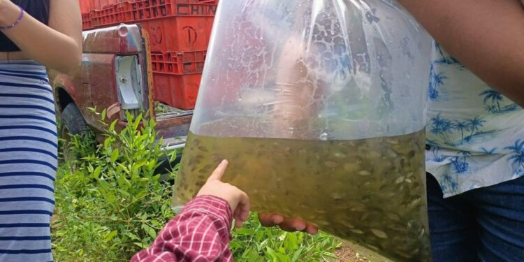 Siembran 100 mil alevines en la presa El Peñón