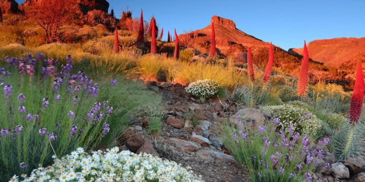 Tenerife se promociona en tres ciudades de Estados Unidos