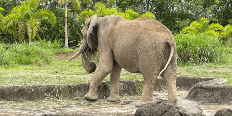 Ukumarí, el Bioparque más grande de Colombia ¿Cómo llegar desde Cali?