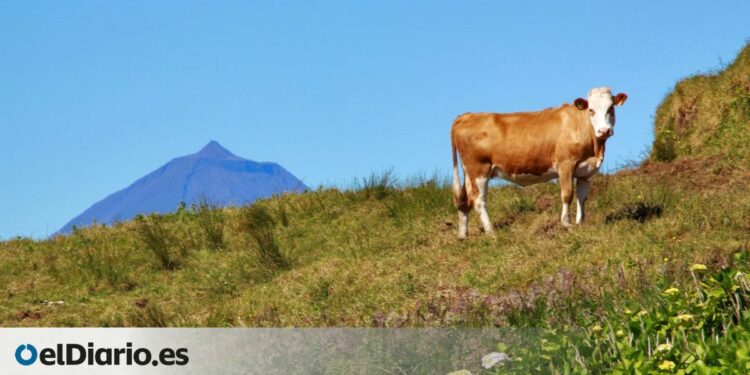 el pulso de la tierra joven en el Archipiélago de Las Azores