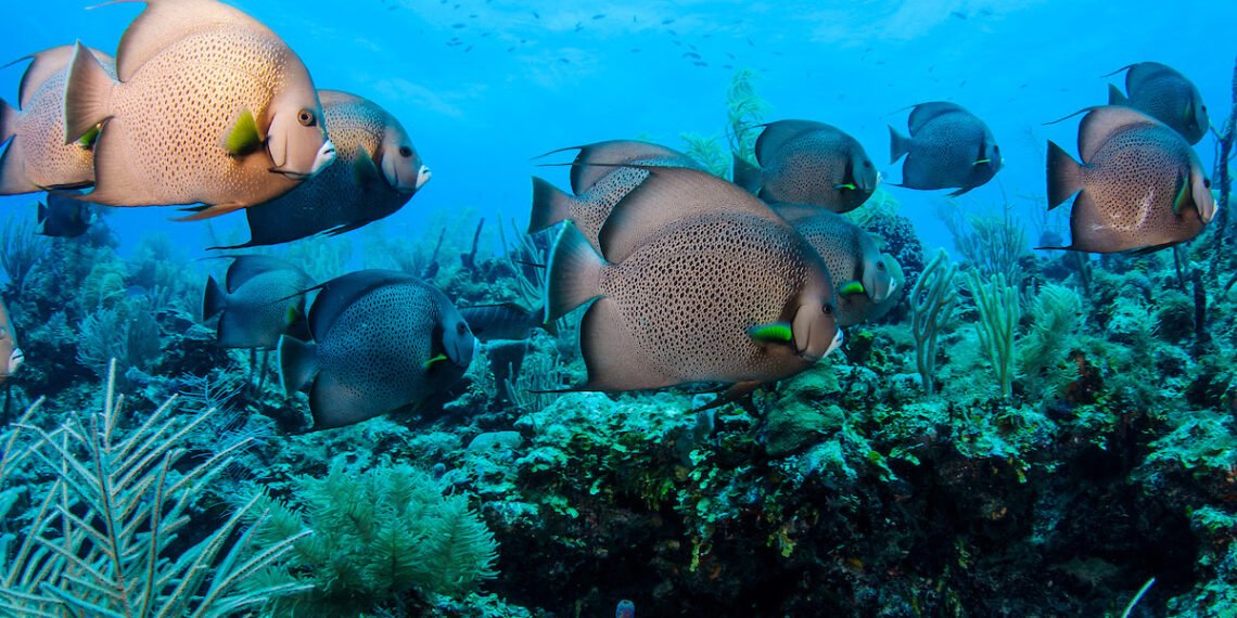 Belize, destino líder en buceo: World Travel Awards 2022