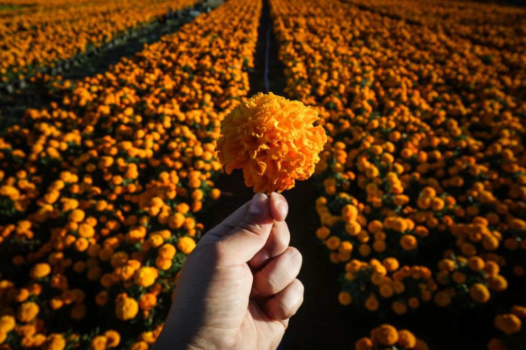 Hay un campo de cempasúchil en Xochimilco! Y es la temporada perfecta para  tomarte fotos – Dimension Turistica Magazine