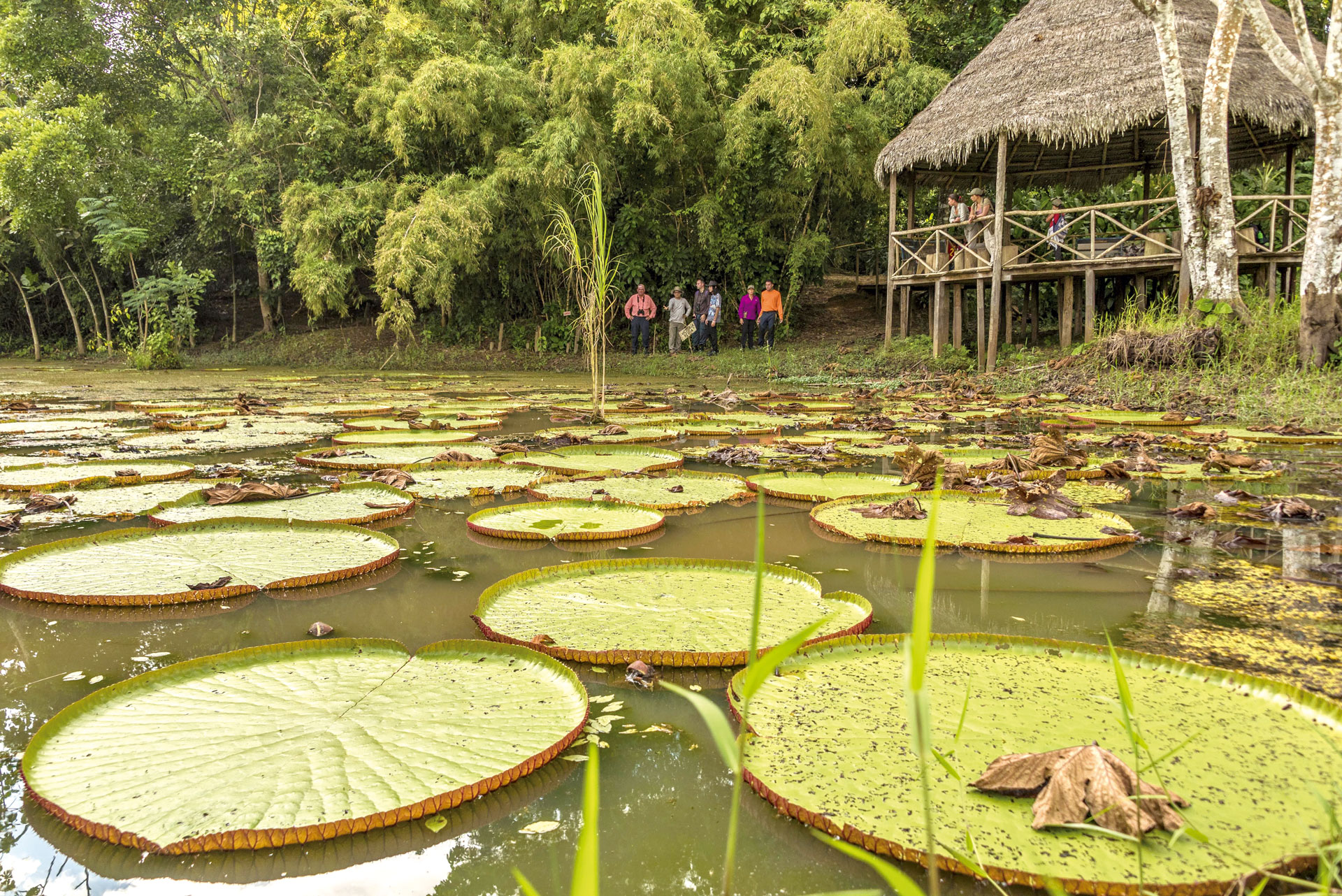 Selva amazónica