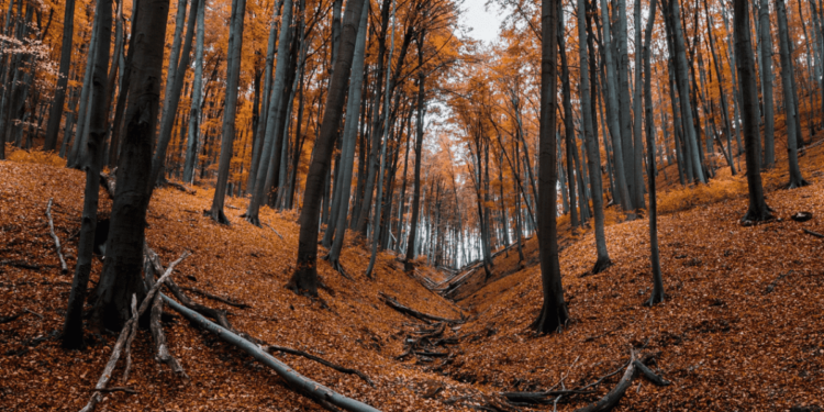 5 Pueblos Mágicos con bosques en México para ir en pareja