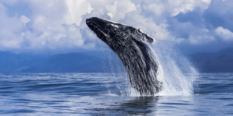 Avistamiento de ballenas sería de interés público para impulsar turismo y economía del Pacífico