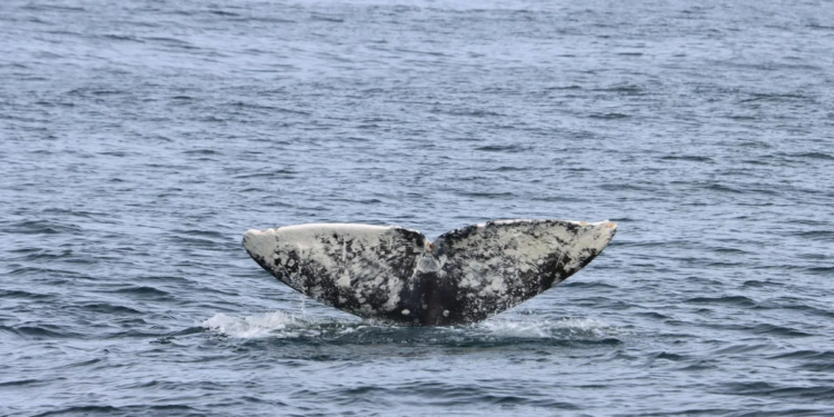 Ballenas y árboles gigantes: un viaje por la Highway 1 en California