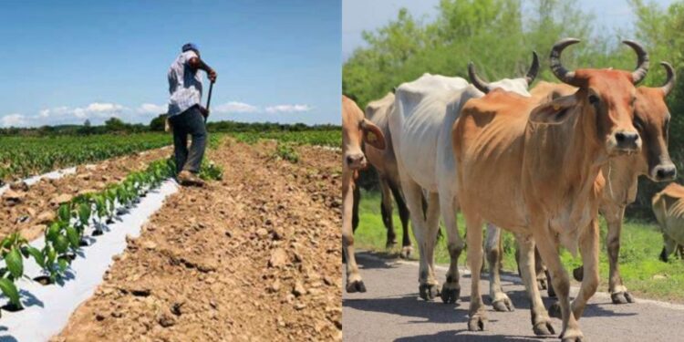 Beneficios más que afectaciones deja Orlene a la agricultura y ganadería