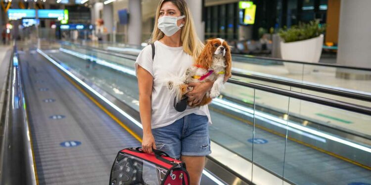Cómo viajar con mascotas: perros o gatos