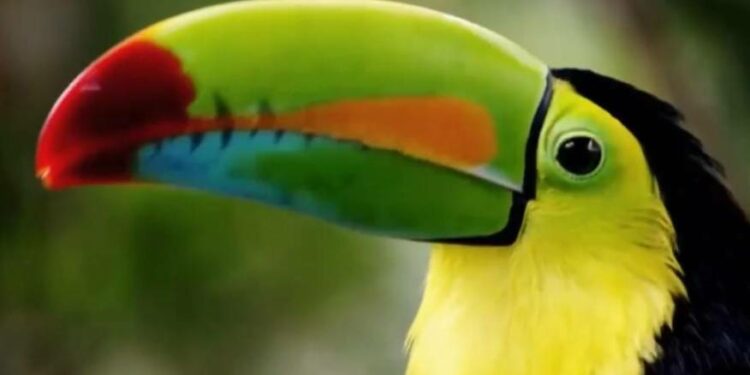 Costa Rica es el mejor destino para viajes de larga distancia, según revista alemana Travelbook