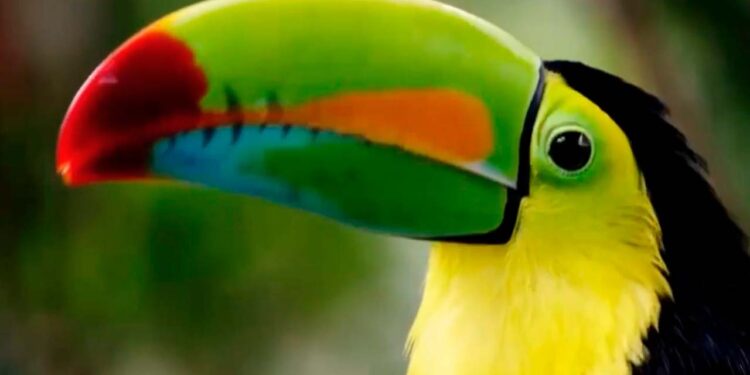 Costa Rica es elegida el mejor destino para viajes de larga distancia en los Travelbook Awards.alt