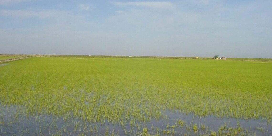 Ebro Foods impulsa un proyecto para reducir un 60% los gases de efecto invernadero en el arrozal sevillano