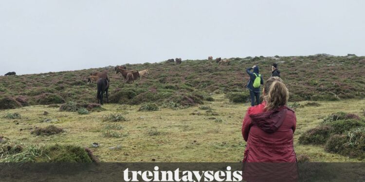 El Safari Etológico de Garranos en Baiona, elegido como destino turístico sostenible
