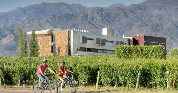 Paseos en bicicleta en medio de viñedos con el marco de los Andes en el horizonte.